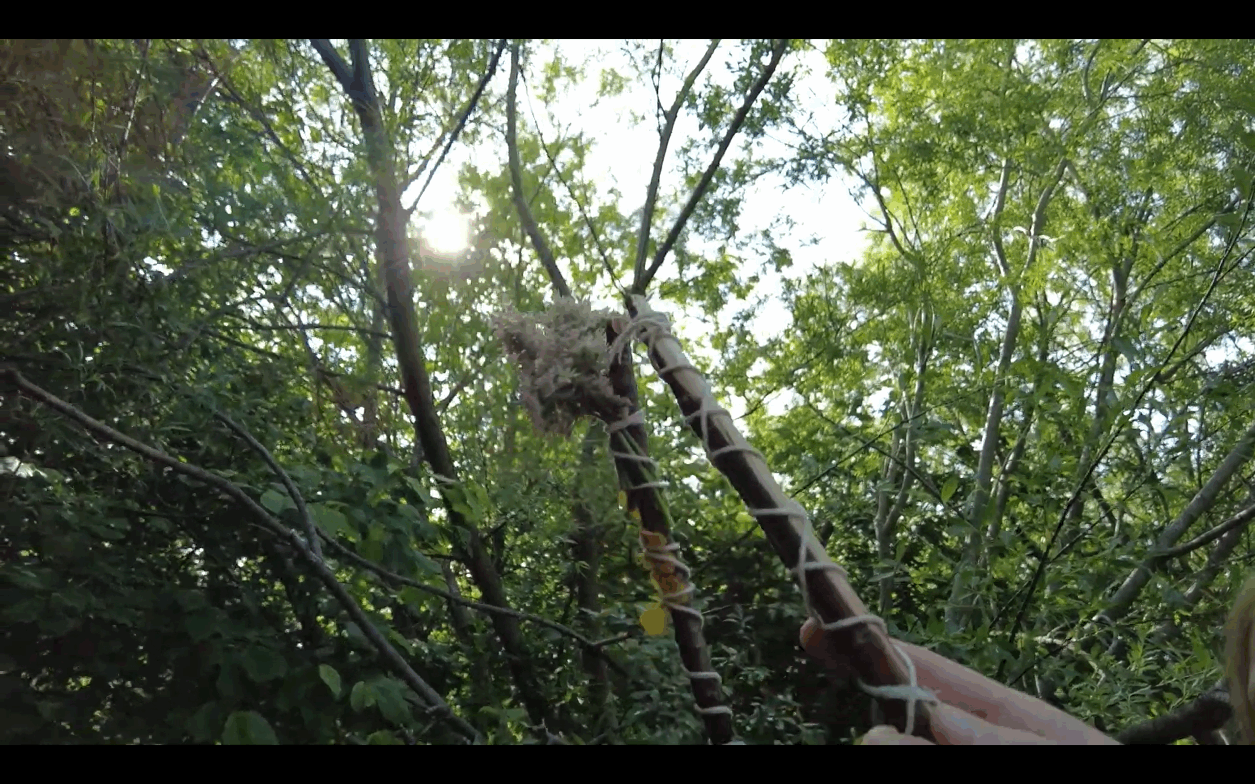 trees