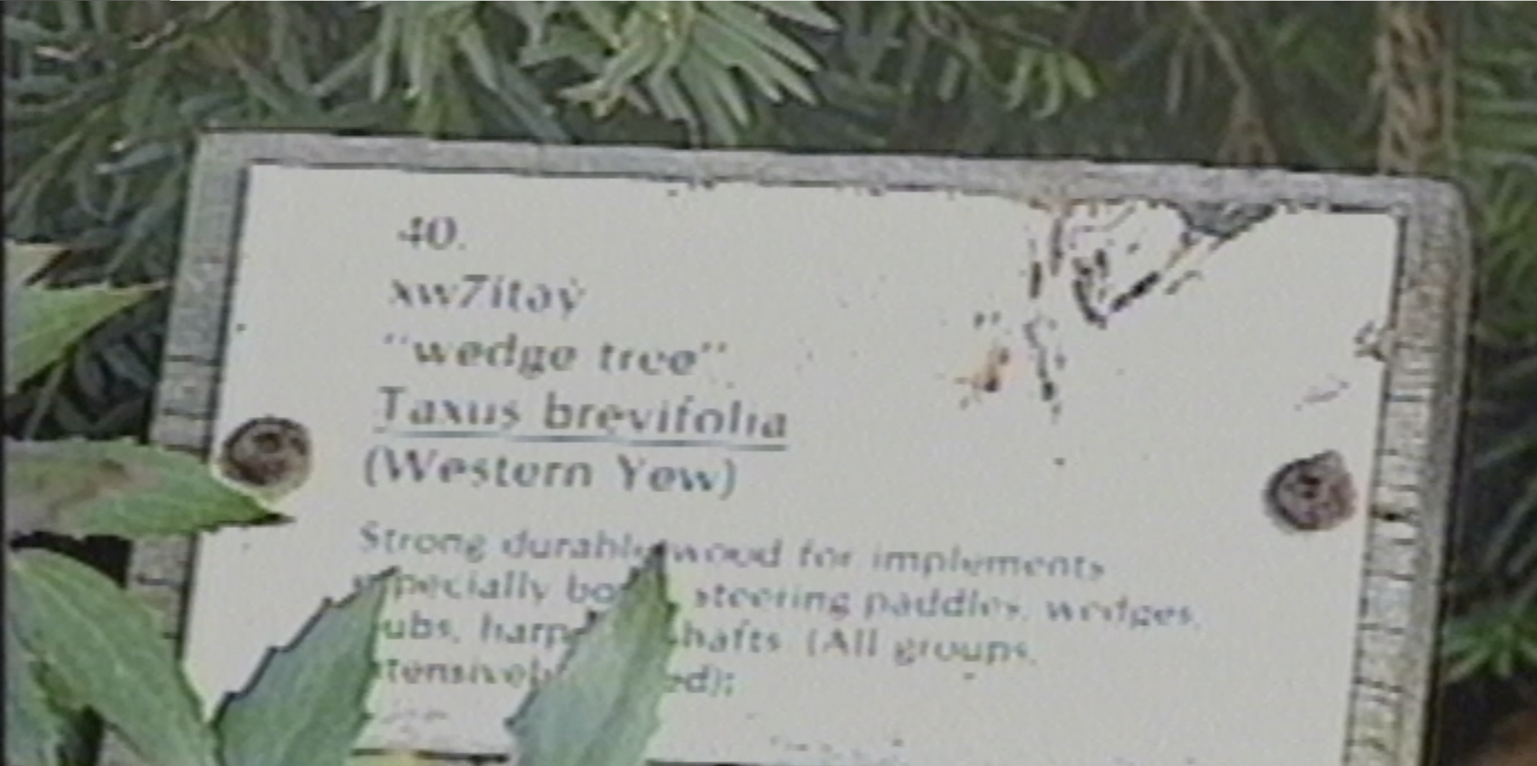 Close-up of a weathered botanical sign describing the Western Yew tree, Taxus brevifolia. Informative plant label in a garden setting with green foliage. Educational plant identification.