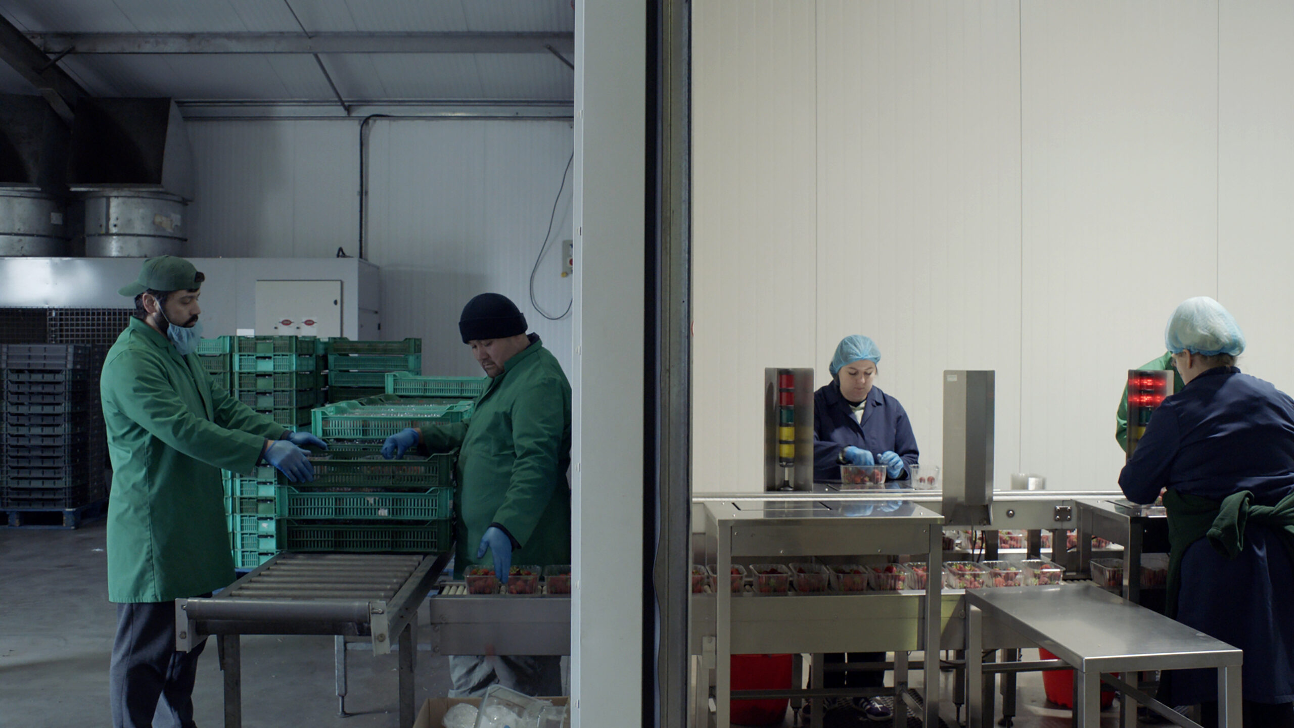 film still displaying factory workers in protective clothing sorting strawberries on conveyor belts. Employees handling fresh fruit in industrial setting. Food processing and packaging workers.